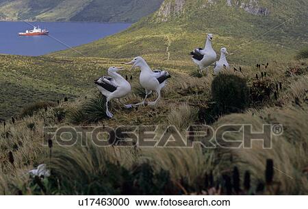 Stock Image - Five gaming Southern Royal Albatross (Diomedea Epomophora). Campbell Island, Subantarctic New Zealand. (rr). Fotosearch