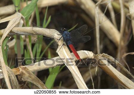 Stock Photography - Flame-tailed pondhawk, Erythemis peruviana, Amazonas, Brazil. Fotosearch