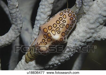 Flamingo Tongue (Cyphoma gibbosum), snail clearly showing spotted markings on a pink mantle with animal on sea rod, Cayman Brac, Cayman Islands, Caribbean View Large Photo Image Stock Photo - Flamingo Tongue (Cyphoma gibbosum), snail clearly showing spotted markings on a pink mantle with animal on sea rod, Cayman Brac, Cayman Islands, Caribbean. Fotosearch