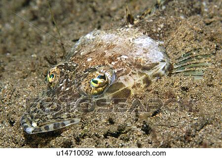 Stock Image - Flathead, (Thysanophrys sp) head detail, Dumaguete, s, Philippines . Fotosearch