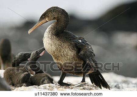 Stock Image - Flightless cormorant (Nannopterum harrisi) parent with two chicks in the Galapagos Island Group, Ecuador. This Galapagos endemic cormorant has lost the ability to fly as there are no predators in the islands to prey on it.. Fotosearch