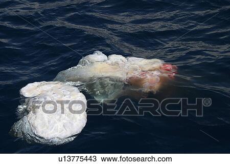 Floating placenta of Sperm whale (Physeter macrocephalus) Azores, Atlantic Ocean View Large Photo Image Stock Image - Floating placenta of Sperm whale (Physeter macrocephalus) Azores, Atlantic Ocean. Fotosearch