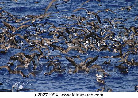 Picture - Flock of Cory shearwaters on sea surface (Calonectris diomedea) Azores, Atlantic Ocean. Fotosearch