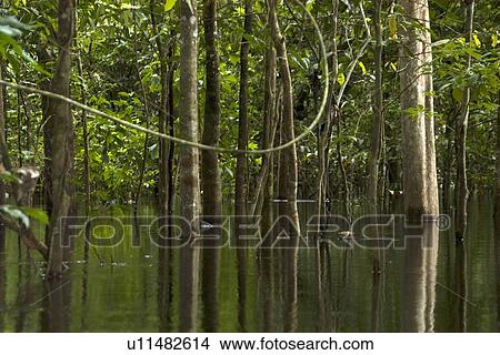 Picture - Flooded tropical rain forest, Mamiraua sustainable development reserve, Amazonas, Brazil. Fotosearch