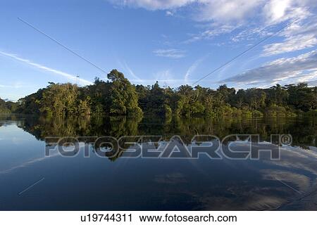 Stock Image - Flooded tropical rain forest, Mamiraua sustainable development reserve, Amazonas, Brazil. Fotosearch