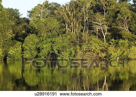 Stock Image - Flooded tropical rain forest, Mamiraua sustainable development reserve, Amazonas, Brazil. Fotosearch
