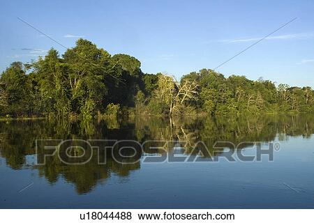Stock Photo - Flooded tropical rain forest, Mamiraua sustainable development reserve, Amazonas, Brazil. Fotosearch
