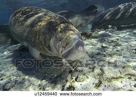 Florida manatee, (Trichechus manatus latirostrus), Crystal River, Florida, USA View Large Photo Image Stock Image - Florida manatee, (Trichechus manatus latirostrus), Crystal River, Florida, USA. Fotosearch