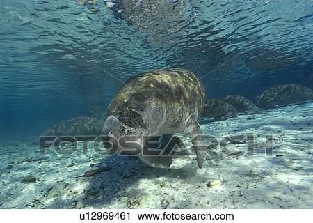 Florida manatee, (Trichechus manatus latirostrus), Crystal River, Florida, USA View Large Photo Image Stock Image - Florida manatee, (Trichechus manatus latirostrus), Crystal River, Florida, USA. Fotosearch