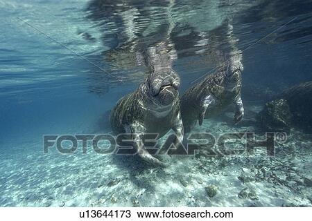 Florida manatee, (Trichechus manatus latirostrus), surfaces to breathe, Crystal River, Florida, USA View Large Photo Image Stock Image - Florida manatee, (Trichechus manatus latirostrus), surfaces to breathe, Crystal River, Florida, USA. Fotosearch