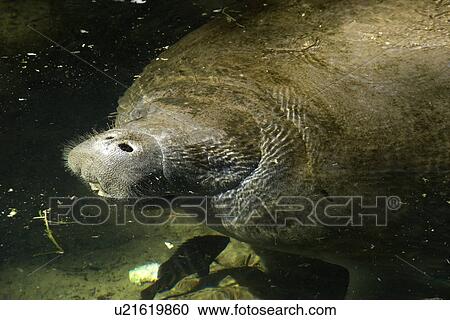Florida manatee, Trichechus manatus latirostris, Homosassa Springs Wildlife State Park, Florida, USA View Large Photo Image Stock Image - Florida manatee, Trichechus manatus latirostris, Homosassa Springs Wildlife State Park, Florida, USA. Fotosearch