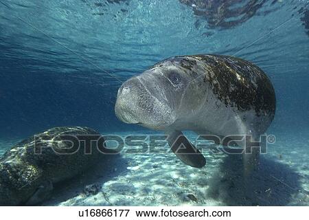 Stock Photo - Florida manatee, (Trichechus manatus latirostrus), Crystal River, Florida, USA. Fotosearch