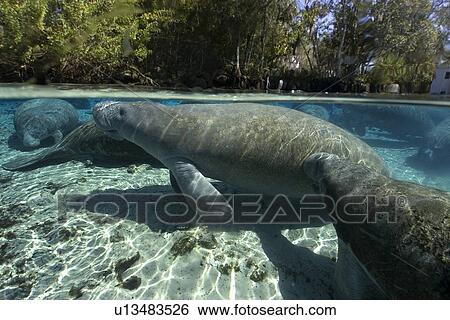 Florida manatee, (Trichechus manatus latirostrus), surfaces to breathe, Crystal River, Florida, USA View Large Photo Image Stock Photograph - Florida manatee, (Trichechus manatus latirostrus), surfaces to breathe, Crystal River, Florida, USA. Fotosearch