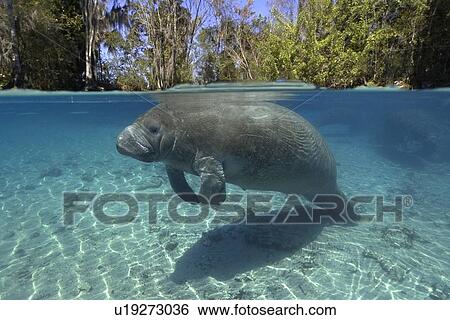 Florida manatee, (Trichechus manatus latirostrus), Crystal River, Florida, USA View Large Photo Image Stock Photograph - Florida manatee, (Trichechus manatus latirostrus), Crystal River, Florida, USA. Fotosearch