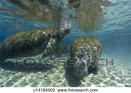 Florida manatee, (Trichechus manatus latirostrus), surfaces to breathe, Crystal River, Florida, USA View Large Photo Image Stock Photography - Florida manatee, (Trichechus manatus latirostrus), surfaces to breathe, Crystal River, Florida, USA. Fotosearch