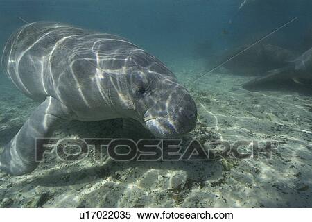 Florida manatee, (Trichechus manatus latirostrus), Crystal River, Florida, USA View Large Photo Image Stock Photography - Florida manatee, (Trichechus manatus latirostrus), Crystal River, Florida, USA. Fotosearch