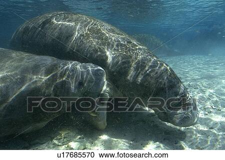 Florida manatees, (Trichechus manatus latirostrus), calf suckling from mother, Crystal River, Florida, USA View Large Photo Image Stock Image - Florida manatees, (Trichechus manatus latirostrus), calf suckling from mother, Crystal River, Florida, USA. Fotosearch