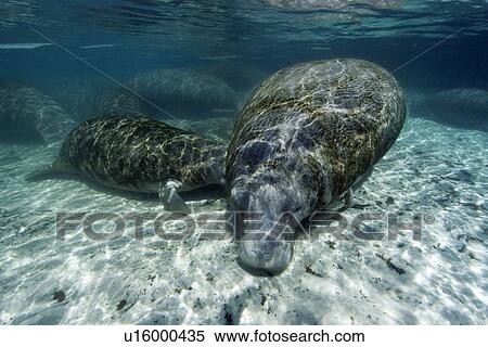 Florida manatees, (Trichechus manatus latirostrus), mother nursing calf, Crystal River, Florida, USA View Large Photo Image Stock Photography - Florida manatees, (Trichechus manatus latirostrus), mother nursing calf, Crystal River, Florida, USA. Fotosearch