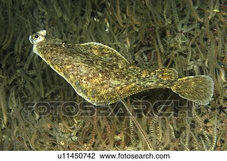 Flounder (Pleuronectus flesus or Platichthys flesus) close up. St Abbs Marine Reserve, Berwickshire, Scotland (rr) View Large Photo Image Stock Image - Flounder (Pleuronectus flesus or Platichthys flesus) close up. St Abbs Marine Reserve, Berwickshire, Scotland (rr). Fotosearch