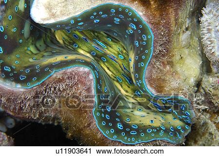 Fluted giant clam, Tridacna squamosa, Rongelap, Marshall Islands, Micronesia View Large Photo Image Stock Image - Fluted giant clam, Tridacna squamosa, Rongelap, Marshall Islands, Micronesia. Fotosearch