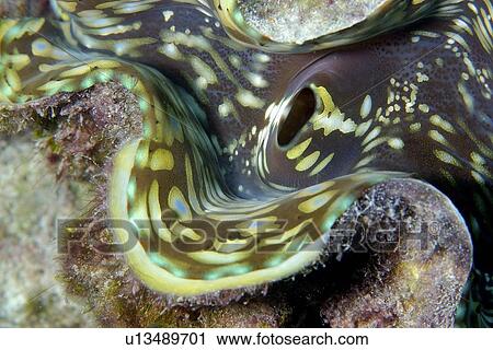 Fluted giant clam, Tridacna squamosa, Rongelap, Marshall Islands, Micronesia View Large Photo Image Stock Image - Fluted giant clam, Tridacna squamosa, Rongelap, Marshall Islands, Micronesia. Fotosearch