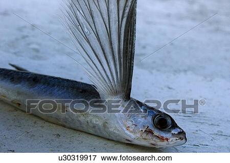Flyingfish, Cypselurus cyanopterus, St. Peter and St. Paul's rocks, Brazil, Atlantic Ocean View Large Photo Image Stock Photo - Flyingfish, Cypselurus cyanopterus, St. Peter and St. Paul's rocks, Brazil, Atlantic Ocean . Fotosearch