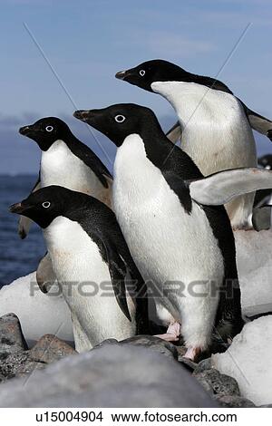 Four adult Adelie penguins (Pygoscelis adeliae) preparing to return to the sea to feed on Paulet Island on the Northeast side of the Antarctic Peninsula. View Large Photo Image Picture - Four adult Adelie penguins (Pygoscelis adeliae) preparing to return to the sea to feed on Paulet Island on the Northeast side of the Antarctic Peninsula.. Fotosearch