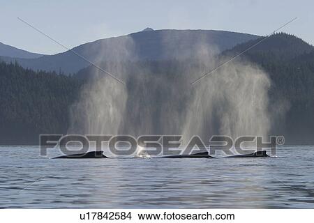 Four adult Humpback Whales (Megaptera novaeangliae) surfacing in Windham Bay, Southeast Alaska, USA. Pacific Ocean. View Large Photo Image Picture - Four adult Humpback Whales (Megaptera novaeangliae) surfacing in Windham Bay, Southeast Alaska, USA. Pacific Ocean.. Fotosearch