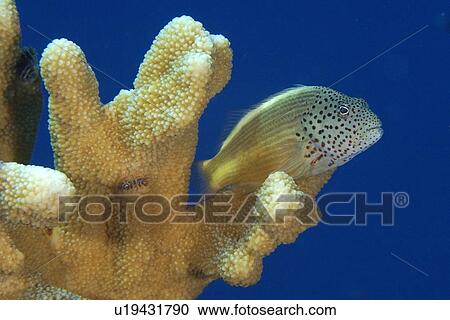 Freckled (blackside) hawkfish, Paracirrhites forsteri, on cat's paw coral, Acropora palifera, Namu atoll, Marshall Islands (N. Pacific) View Large Photo Image Stock Image - Freckled (blackside) hawkfish, Paracirrhites forsteri, on cat's paw coral, Acropora palifera, Namu atoll, Marshall Islands (N. Pacific). Fotosearch