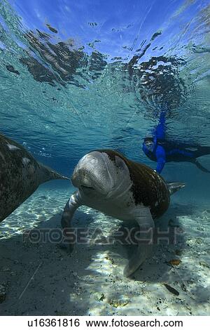 Stock Photograph - Free diver observes Florida manatee, Trichechus manatus latirostrus, Crystal River, Florida, USA. Fotosearch