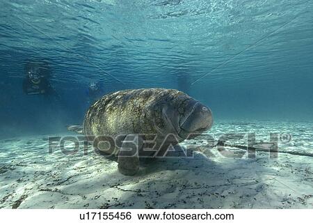 Free diver observes Florida manatee, (Trichechus manatus latirostrus), Crystal River, Florida, USA View Large Photo Image Stock Photograph - Free diver observes Florida manatee, (Trichechus manatus latirostrus), Crystal River, Florida, USA. Fotosearch