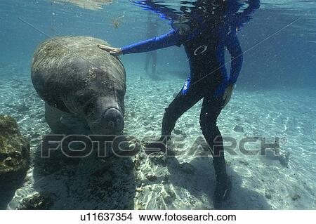 Free diver strokes Florida manatee, (Trichechus manatus latirostrus), Crystal River, Florida, USA View Large Photo Image Picture - Free diver strokes Florida manatee, (Trichechus manatus latirostrus), Crystal River, Florida, USA. Fotosearch