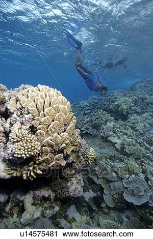 Free divers explore the pristine reef, Jaboan, Rongelap, Marshall Islands, Micronesia View Large Photo Image Stock Image - Free divers explore the pristine reef, Jaboan, Rongelap, Marshall Islands, Micronesia. Fotosearch