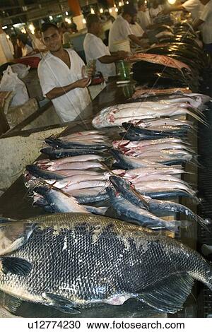 Freshwater fish including black tambaqui, Colossoma macropomum, for sale at municipal fish market, Manaus, Amazonas, Brazil View Large Photo Image Stock Image - Freshwater fish including black tambaqui, Colossoma macropomum, for sale at municipal fish market, Manaus, Amazonas, Brazil. Fotosearch