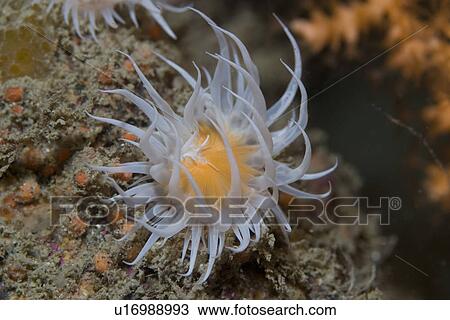 Fried Egg Anemone (Actinothoe sphyrodeta), Sark, Channel Islands, UK View Large Photo Image Stock Image - Fried Egg Anemone (Actinothoe sphyrodeta), Sark, Channel Islands, UK. Fotosearch