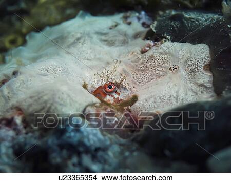 Fringed blenny (Mimoblennius cirrosus) hiding in the coral. Na'ama Bay, Sharm El Sheikh, South Sinai, Red Sea, Egypt. View Large Photo Image Picture - Fringed blenny (Mimoblennius cirrosus) hiding in the coral. Na'ama Bay, Sharm El Sheikh, South Sinai, Red Sea, Egypt.. Fotosearch