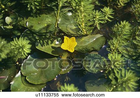 Fringed waterlily (Villarsia nymphoides) and Parrots feather (Myriophyllium quaticum pettata). Bucks, UK. View Large Photo Image Stock Photography - Fringed waterlily (Villarsia nymphoides) and Parrots feather (Myriophyllium quaticum pettata). Bucks, UK.. Fotosearch