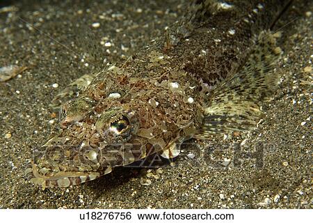 Stock Photograph - Fringelip flathead, Thysanophrys otaitensis, blends with the sandy bottom, Dumaguete, s Island, Philippines. Fotosearch