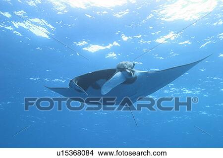 Full view of Manta ray (Manta birostris) near surface, Revillagigedo Islands, Mexico View Large Photo Image Picture - Full view of Manta ray (Manta birostris) near surface, Revillagigedo Islands, Mexico. Fotosearch