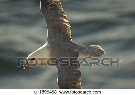 Stock Photo - Fulmar in flight (Fulmarus glacialis) West coast of Scotland, UK. Fotosearch