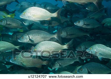 Galapagos Grunts ( Orthopristis forbesi). Galapagos, Pacific Ocean View Large Photo Image Stock Photo - Galapagos Grunts ( Orthopristis forbesi). Galapagos, Pacific Ocean. Fotosearch