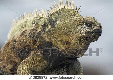 Galapagos marine iguana (Amblyrhynchus cristatus). Galapagos. (rr) View Large Photo Image Stock Image - Galapagos marine iguana (Amblyrhynchus cristatus). Galapagos. (rr) . Fotosearch