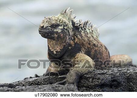 Stock Image - Galapagos marine iguana (Amblyrhynchus cristatus). Galapagos. . Fotosearch
