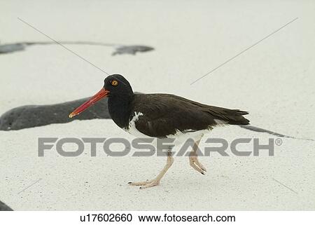Galapagos oystercatcher (Haematopus palliatus). Galapagos. (rr)  View Large Photo Image Stock Image - Galapagos oystercatcher (Haematopus palliatus). Galapagos. (rr) . Fotosearch