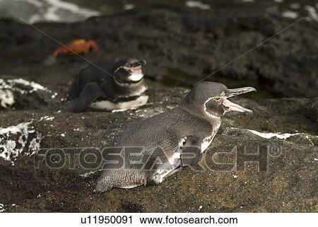 Galapagos penguin (Spheniscus mendiculus). Galapagos. (rr) View Large Photo Image Stock Image - Galapagos penguin (Spheniscus mendiculus). Galapagos. (rr). Fotosearch