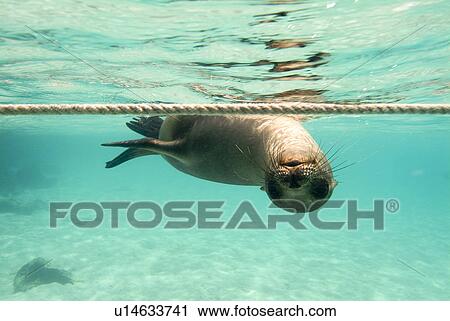 Galapagos sea lion (Zalophus californianus wollebacki). Galapagos, Pacific Ocean View Large Photo Image Stock Image - Galapagos sea lion (Zalophus californianus wollebacki). Galapagos, Pacific Ocean. Fotosearch