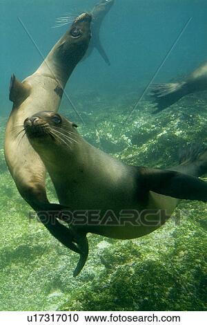 Stock Image - Galapagos sea lion (Zalophus californianus wollebacki). Galapagos, Pacific Ocean. Fotosearch