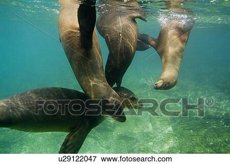 Galapagos sea lion (Zalophus californianus wollebacki). Galapagos, Pacific Ocean View Large Photo Image Stock Photo - Galapagos sea lion (Zalophus californianus wollebacki). Galapagos, Pacific Ocean. Fotosearch