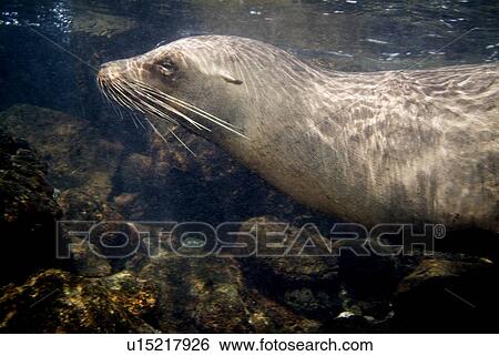 Galapagos sea lion (Zalophus californianus wollebacki). Galapagos, Pacific Ocean View Large Photo Image Stock Photograph - Galapagos sea lion (Zalophus californianus wollebacki). Galapagos, Pacific Ocean. Fotosearch