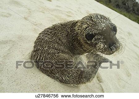 Stock Photograph - Galapagos Sea Lion (Zalophus californianus wollebacki). Galapagos.. Fotosearch